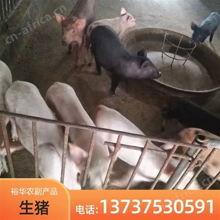现售博 白生猪批发 高产育肥猪仔养殖厂家批发