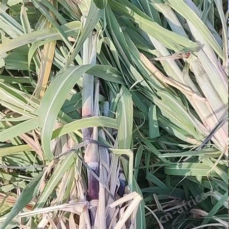 黑皮甘蔗种苗 应季果蔗种出售 节长含糖量高 提供种植技术