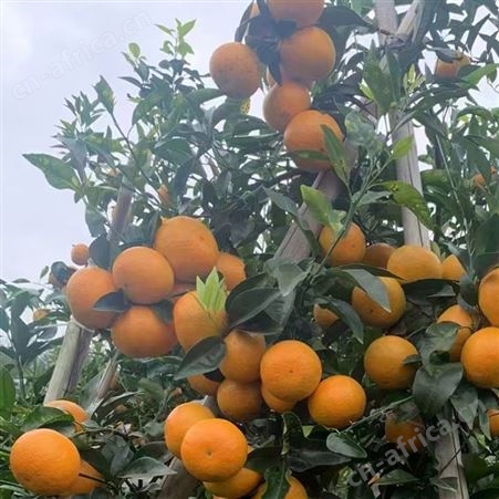 新鲜沃柑现摘现发鲜嫩多汁 当季整箱供应 果园大量出售