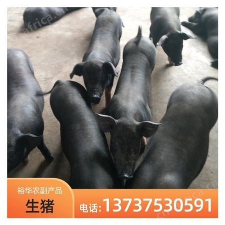 现售博 白生猪批发 高产育肥猪仔养殖厂家批发