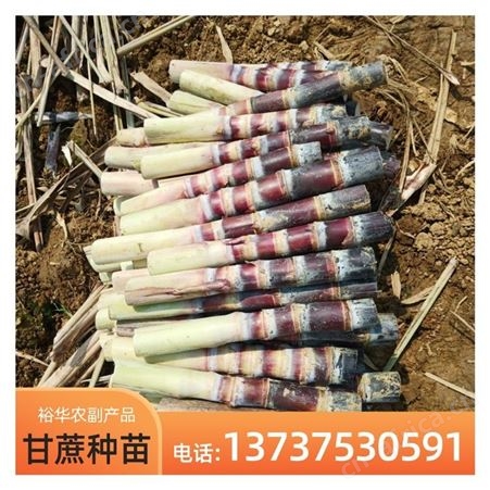裕华甘蔗苗批发 黑皮甘蔗 基地直发优质甘蔗种苗