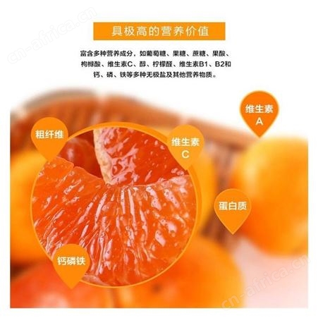 基地批发 现摘先发新鲜沃柑 大果当季 薄皮超甜