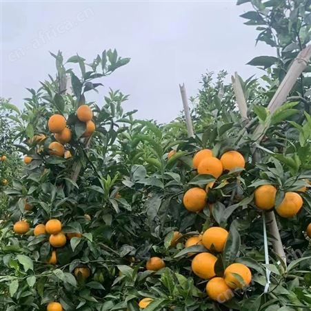 新鲜沃柑现摘现发鲜嫩多汁 当季整箱供应 果园大量出售