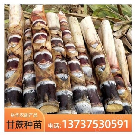 裕华甘蔗苗批发 黑皮甘蔗 基地直发优质甘蔗种苗