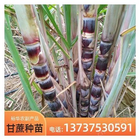 裕华甘蔗苗批发 黑皮甘蔗 基地直发优质甘蔗种苗