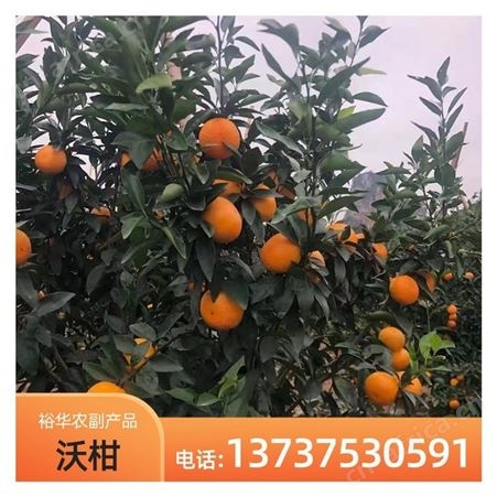 基地批发 现摘先发新鲜沃柑 大果当季 薄皮超甜