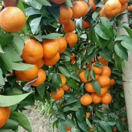 果园新鲜沙糖橘 现摘现发货 10斤无籽薄皮沙糖桔