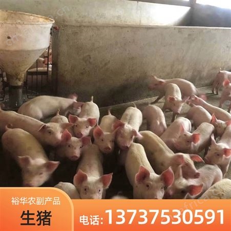 现售博 白生猪批发 高产育肥猪仔养殖厂家批发