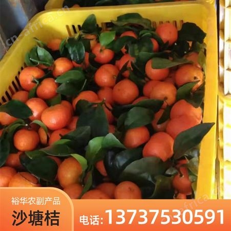 果园新鲜沙糖橘 现摘现发货 10斤无籽薄皮沙糖桔