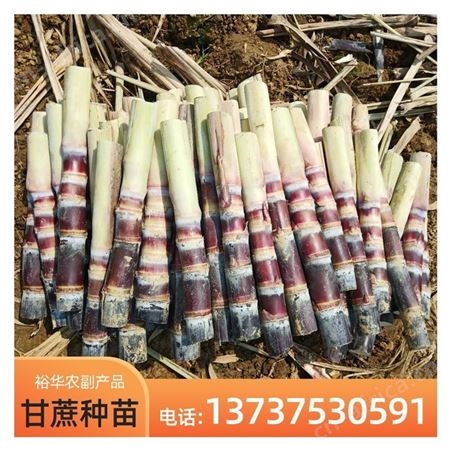 裕华甘蔗苗批发 黑皮甘蔗 基地直发优质甘蔗种苗