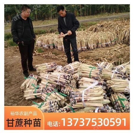 裕华甘蔗苗批发 黑皮甘蔗 基地直发优质甘蔗种苗