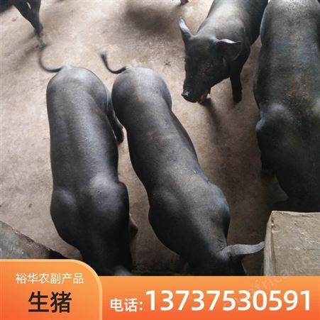 现售博 白生猪批发 高产育肥猪仔养殖厂家批发