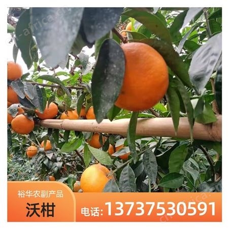 基地批发 现摘先发新鲜沃柑 大果当季 薄皮超甜