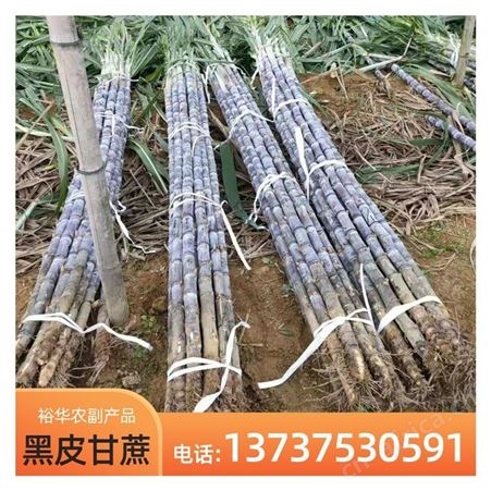 裕华果蔗基地 优质水果黑皮甘蔗 基地种植 全年供应