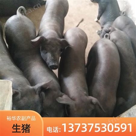 现售博 白生猪批发 高产育肥猪仔养殖厂家批发